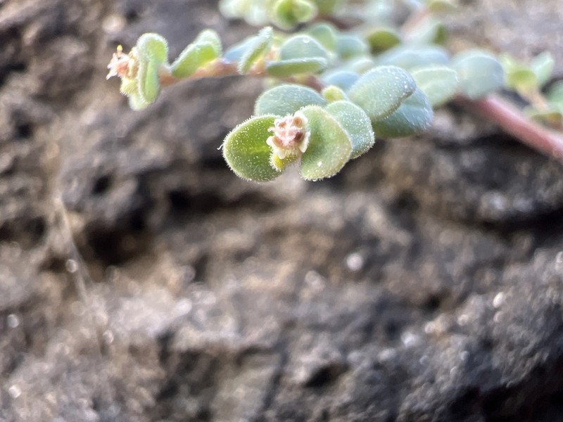 Euphorbia nummularia photo 3