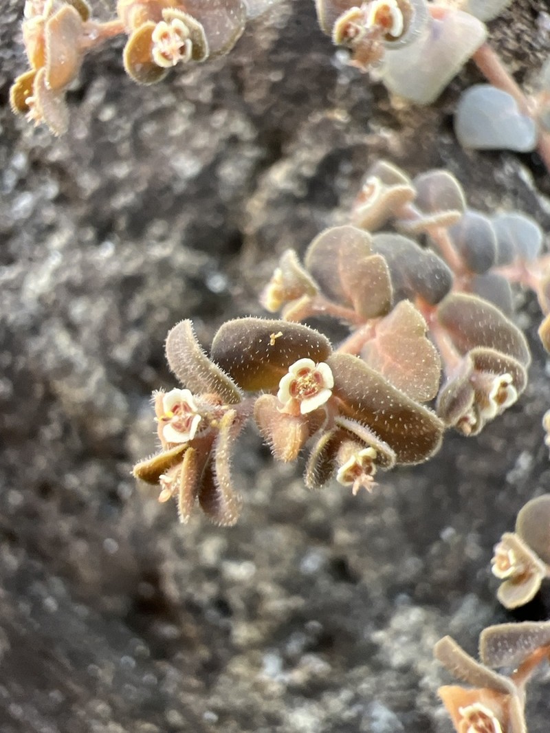 Euphorbia nummularia photo 4