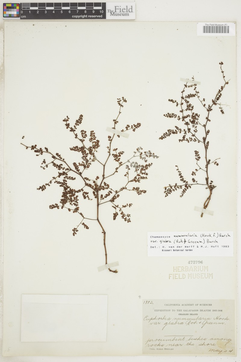 Euphorbia nummularia photo 5