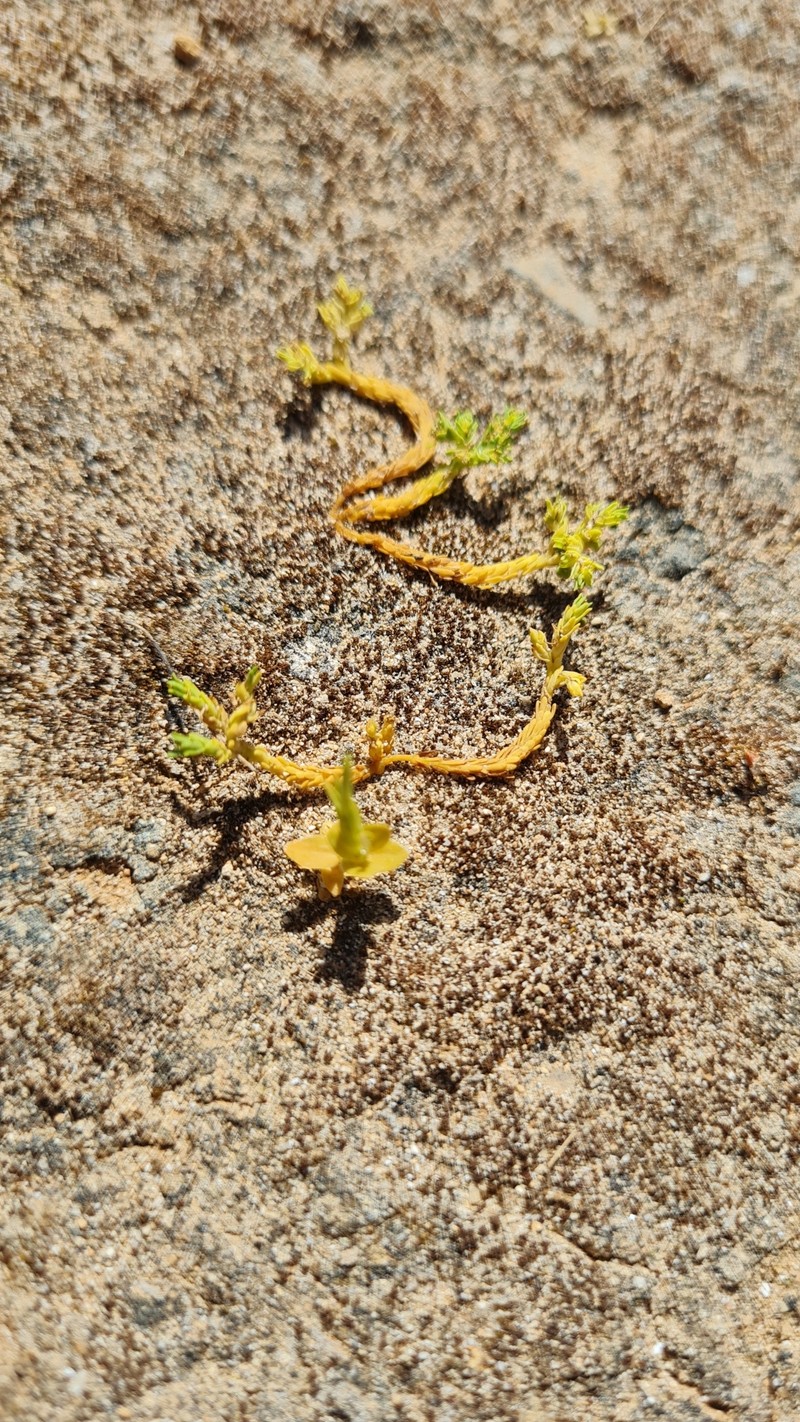Euphorbia nurae photo 2