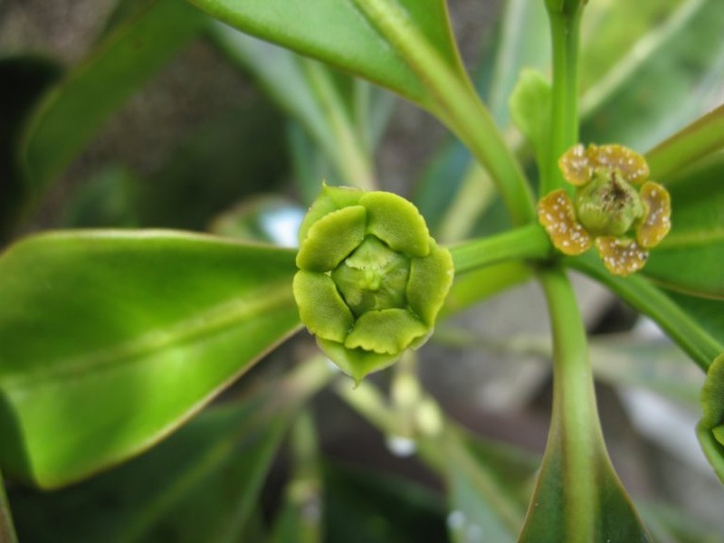 Euphorbia nusbaumeri