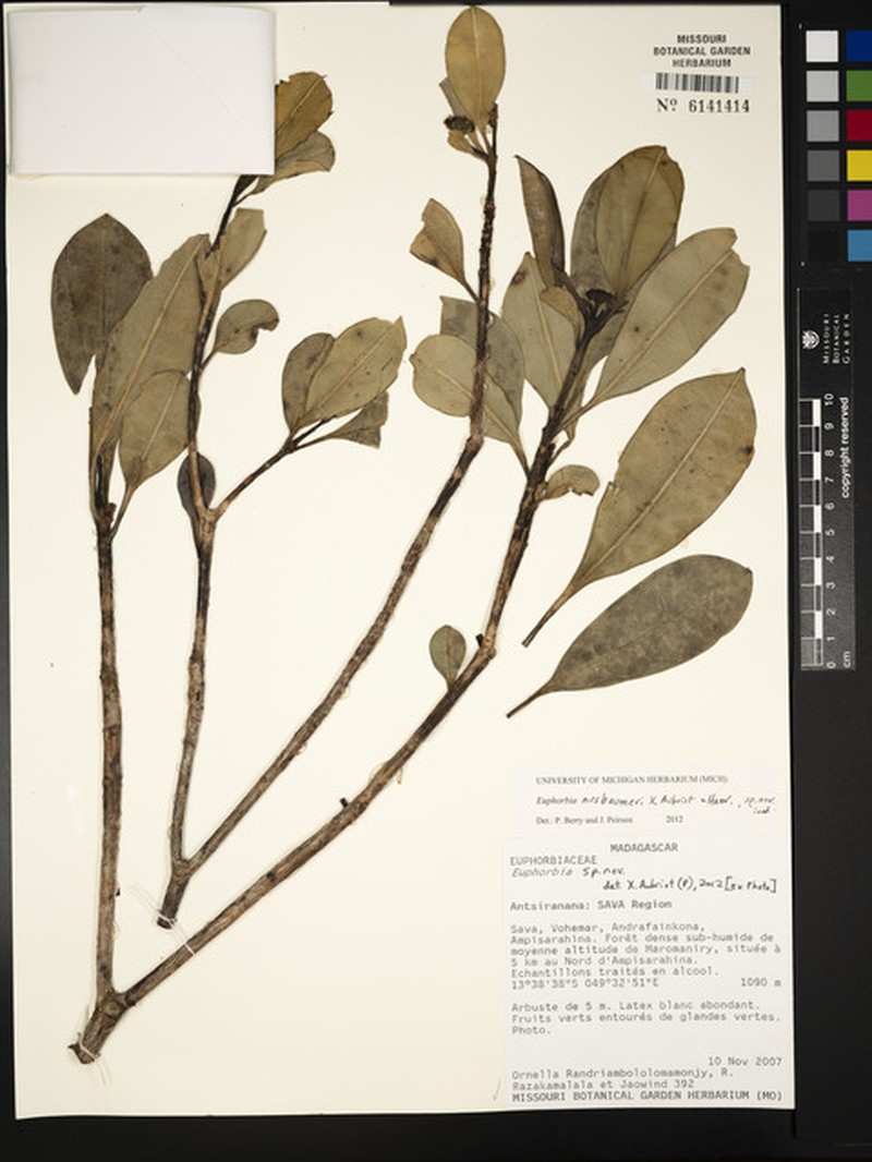 Euphorbia nusbaumeri photo 2