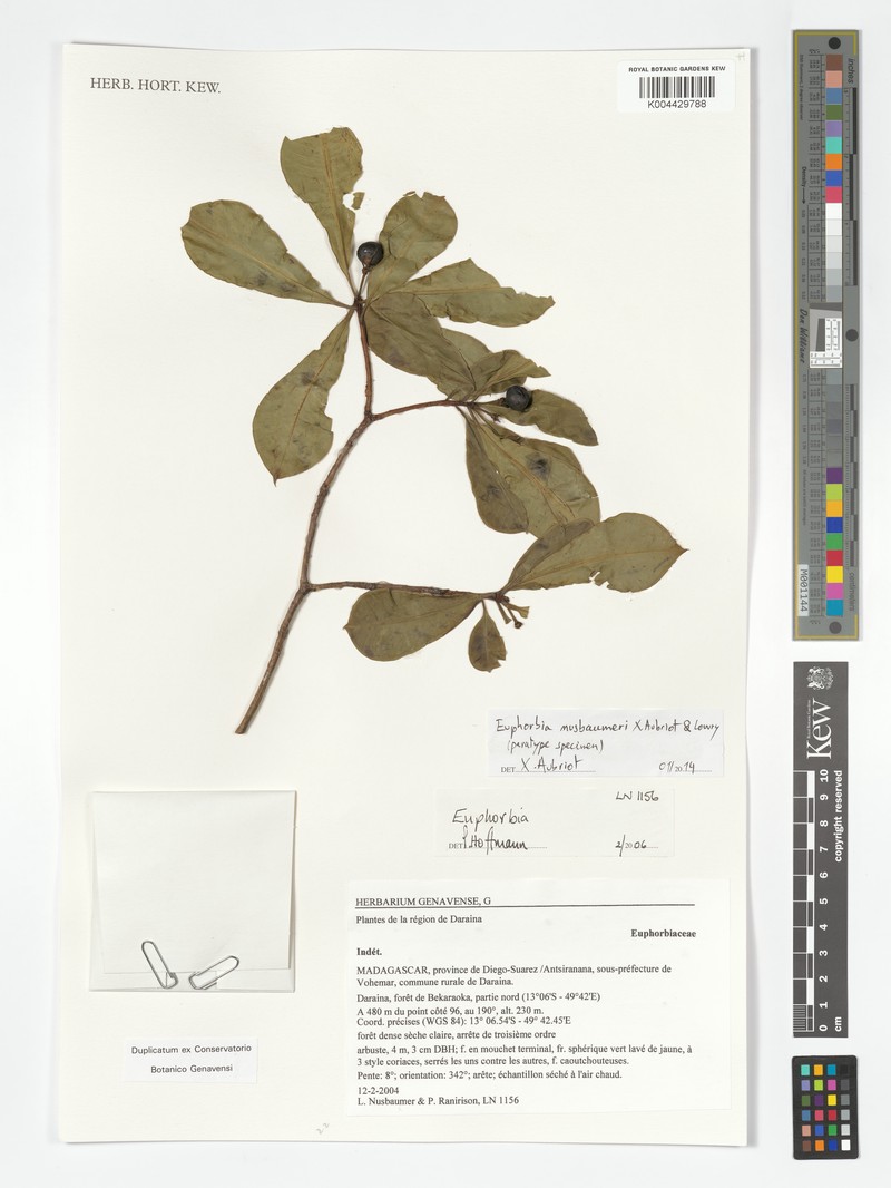 Euphorbia nusbaumeri photo 4