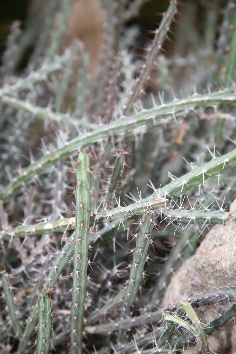 Euphorbia nyassae