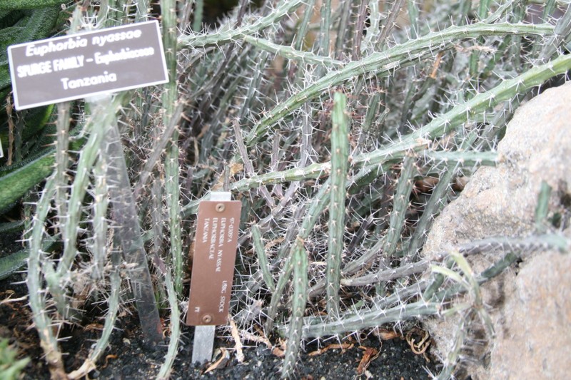 Euphorbia nyassae photo 2