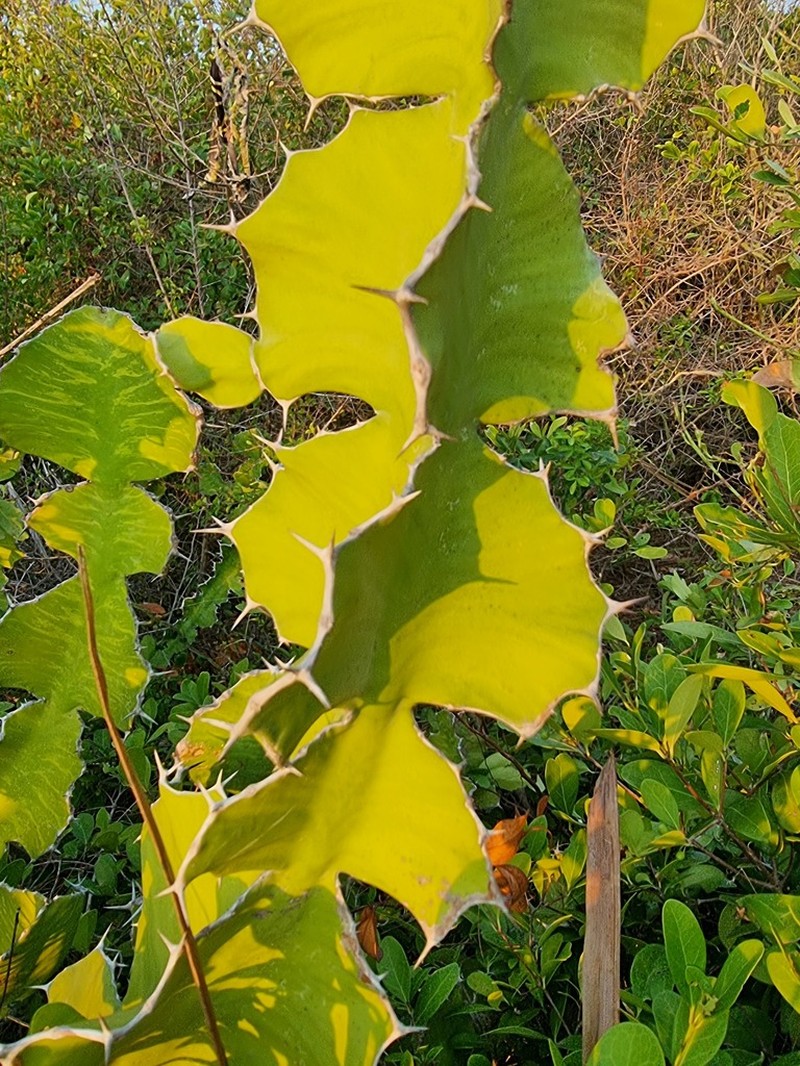 Euphorbia nyikae