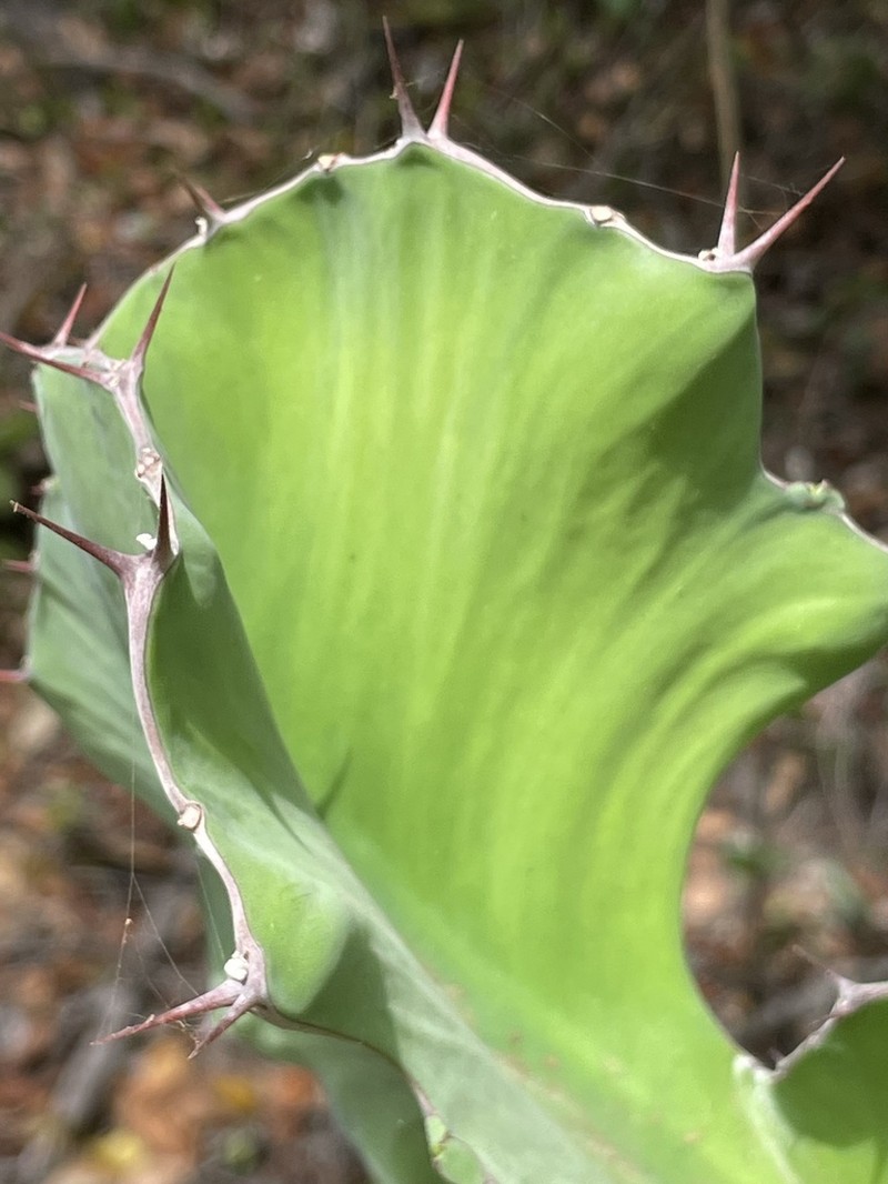 Euphorbia nyikae photo 2