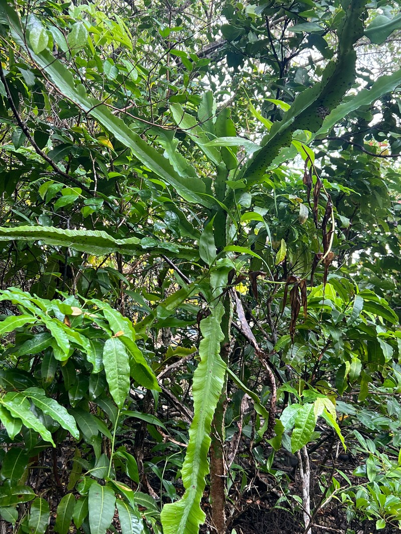 Euphorbia nyikae photo 3