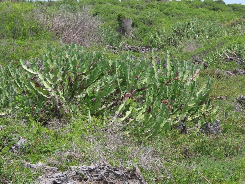Euphorbia nyikae photo 5