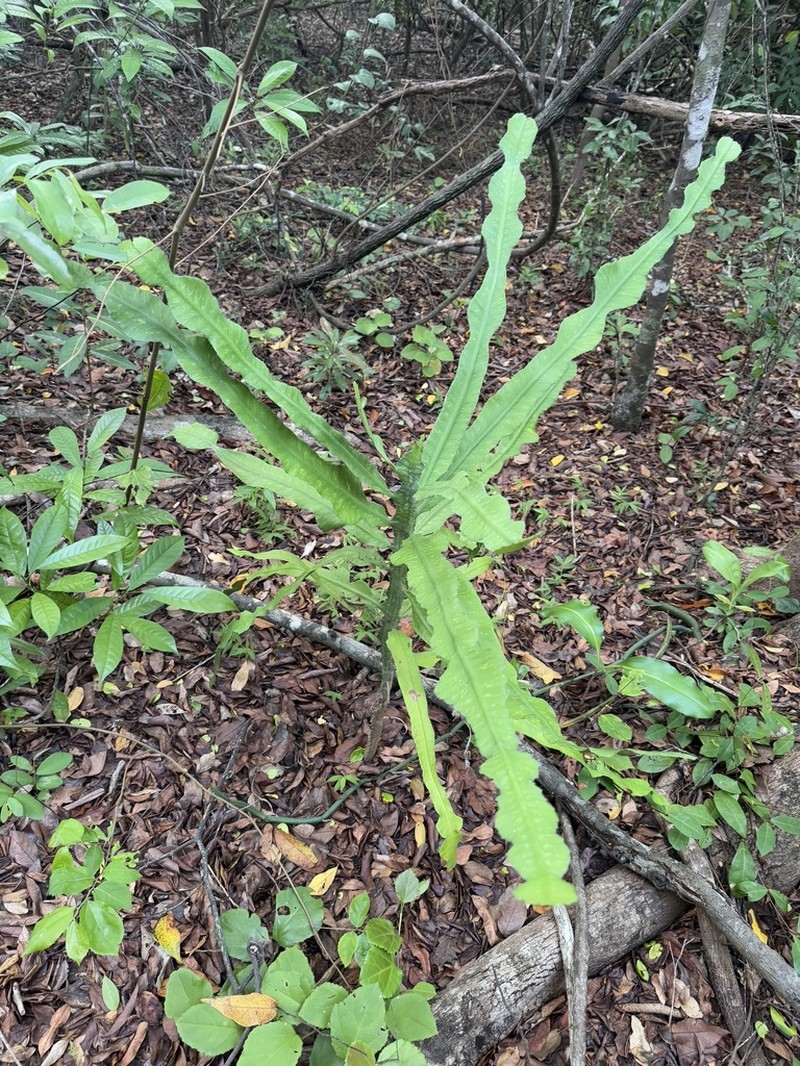 Euphorbia nyikae photo 6