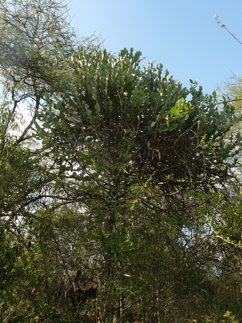 Euphorbia nyikae photo 7