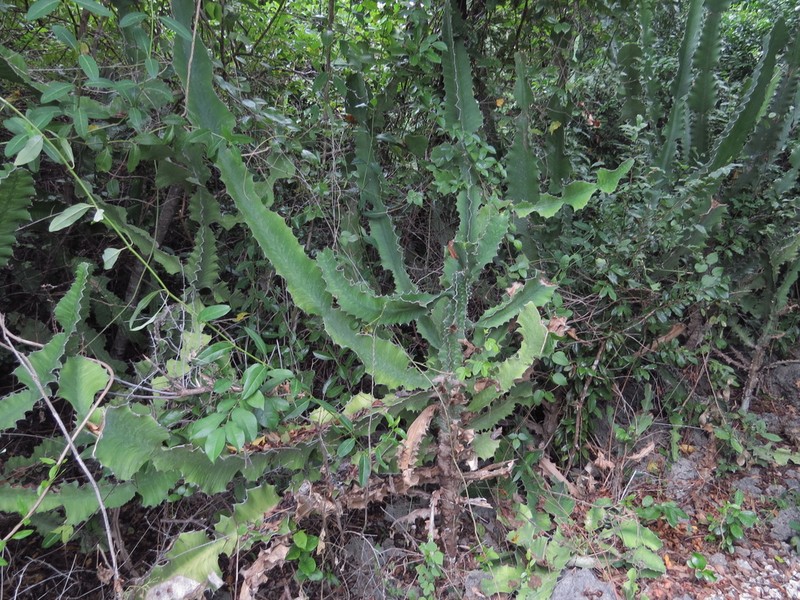 Euphorbia nyikae photo 8