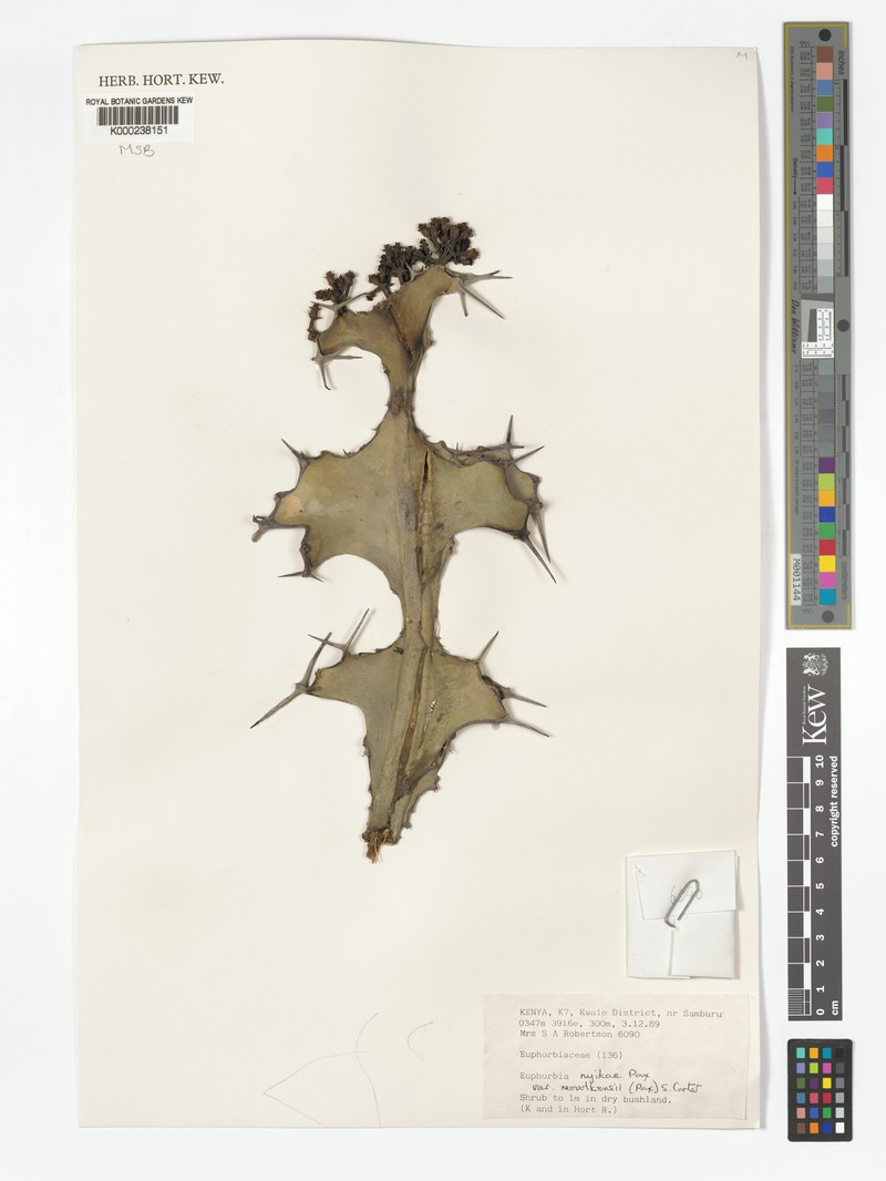Euphorbia nyikae var. neovolkensii photo 2