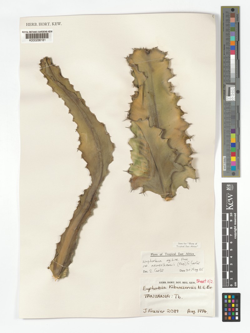 Euphorbia nyikae var. neovolkensii photo 8