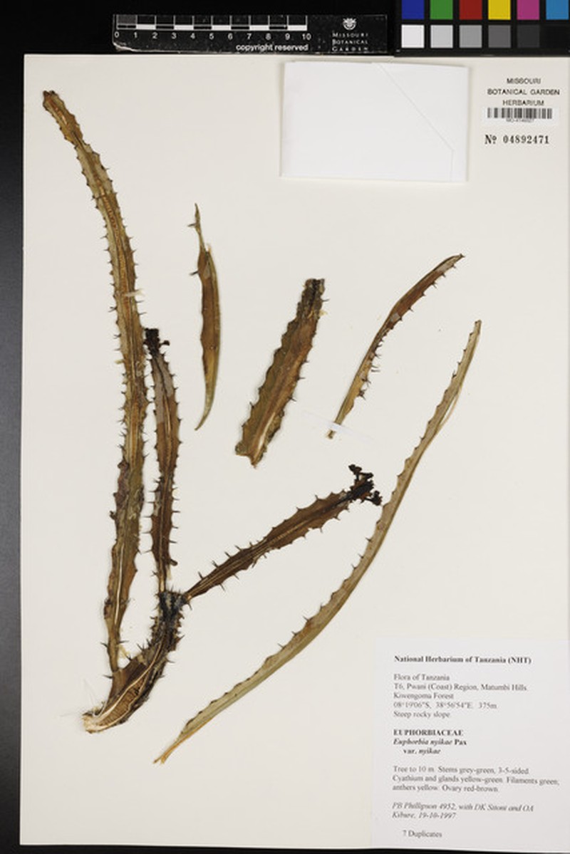 Euphorbia nyikae var. nyikae photo 2