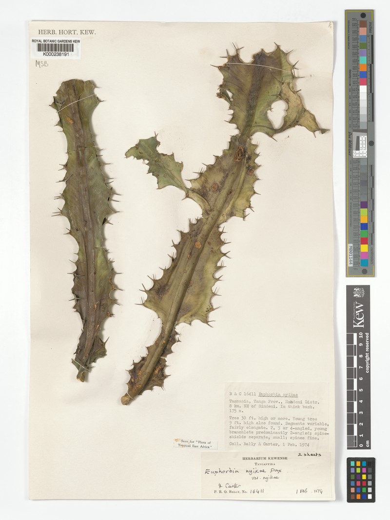 Euphorbia nyikae var. nyikae photo 4