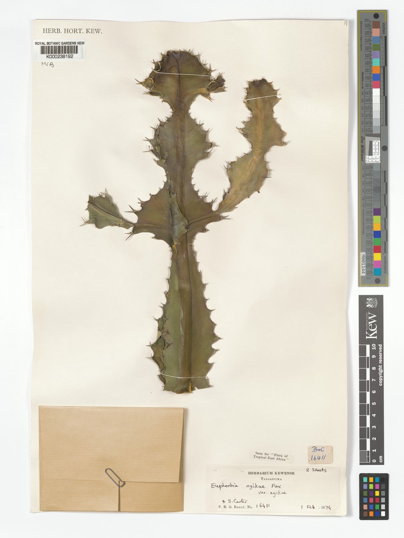 Euphorbia nyikae var. nyikae photo 5