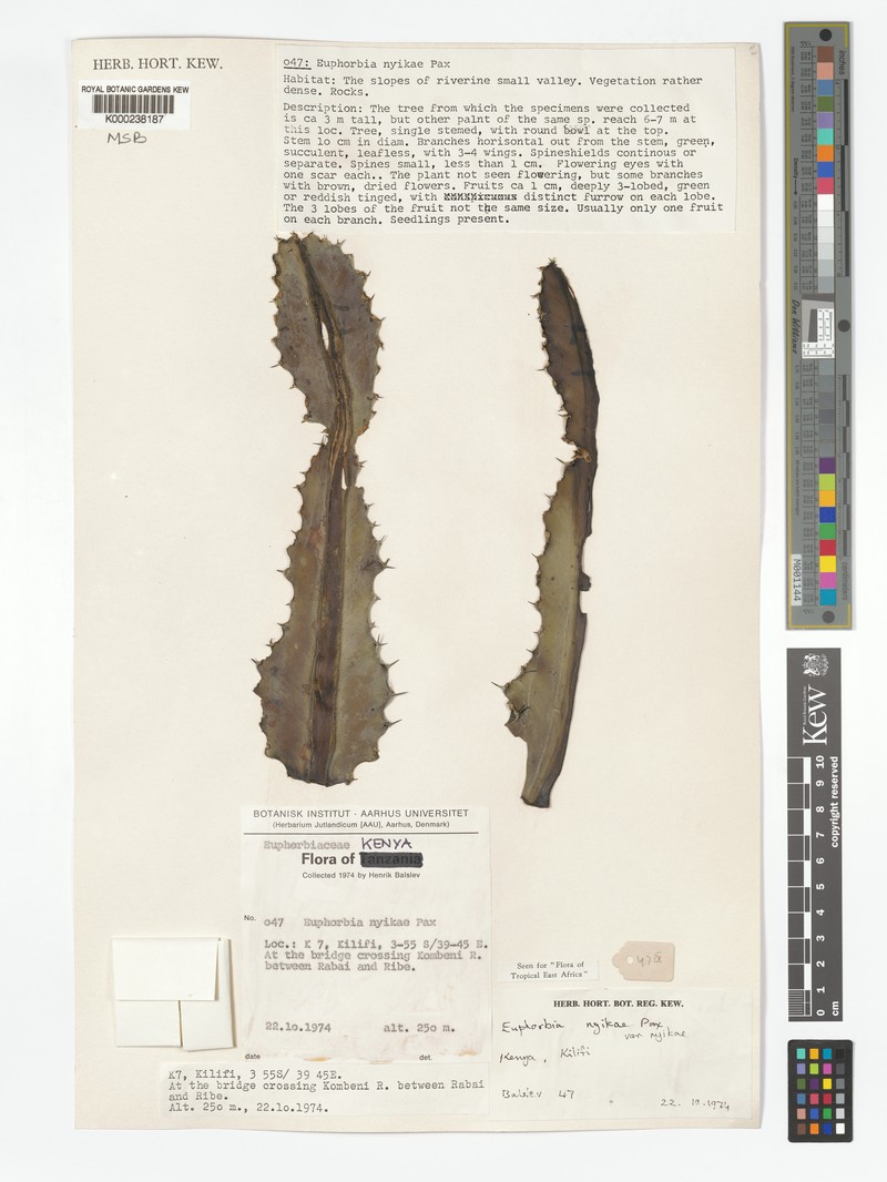 Euphorbia nyikae var. nyikae photo 6
