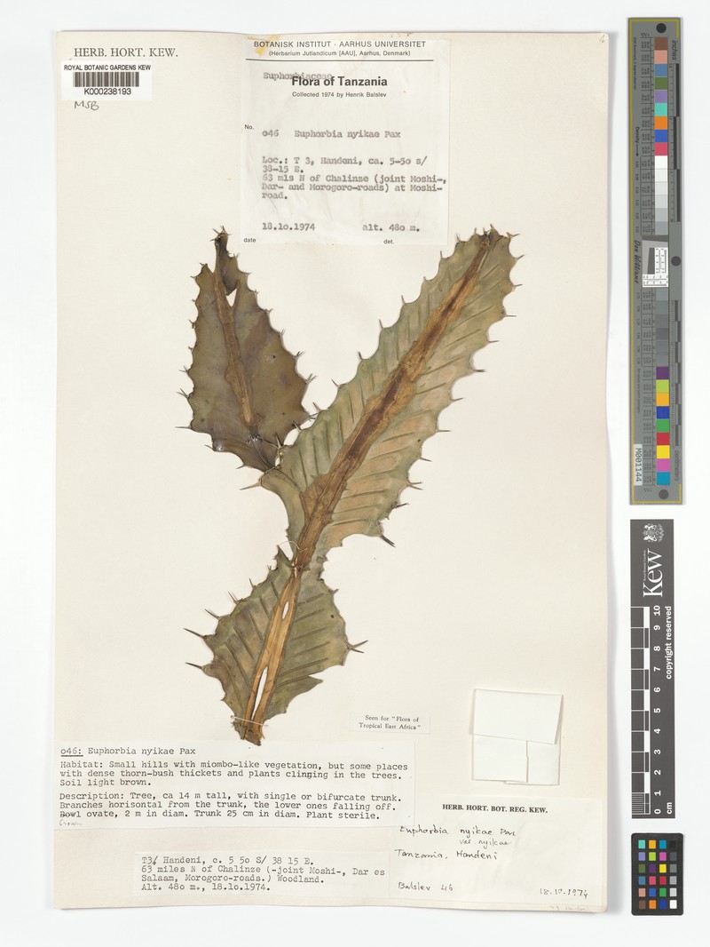 Euphorbia nyikae var. nyikae photo 8