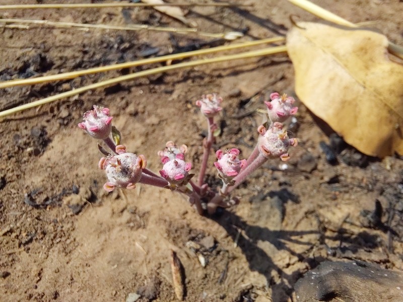 Euphorbia oatesii