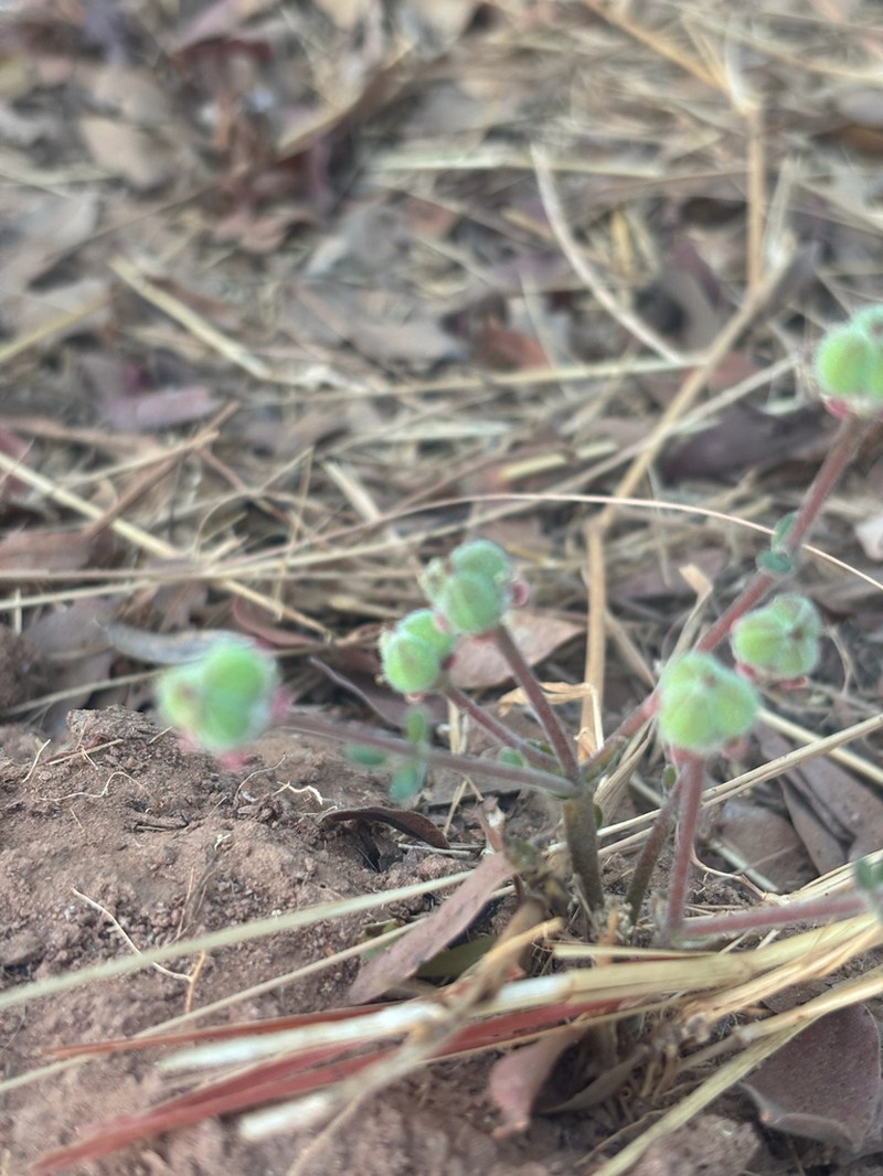 Euphorbia oatesii photo 2