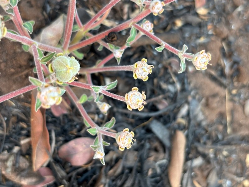 Euphorbia oatesii photo 3