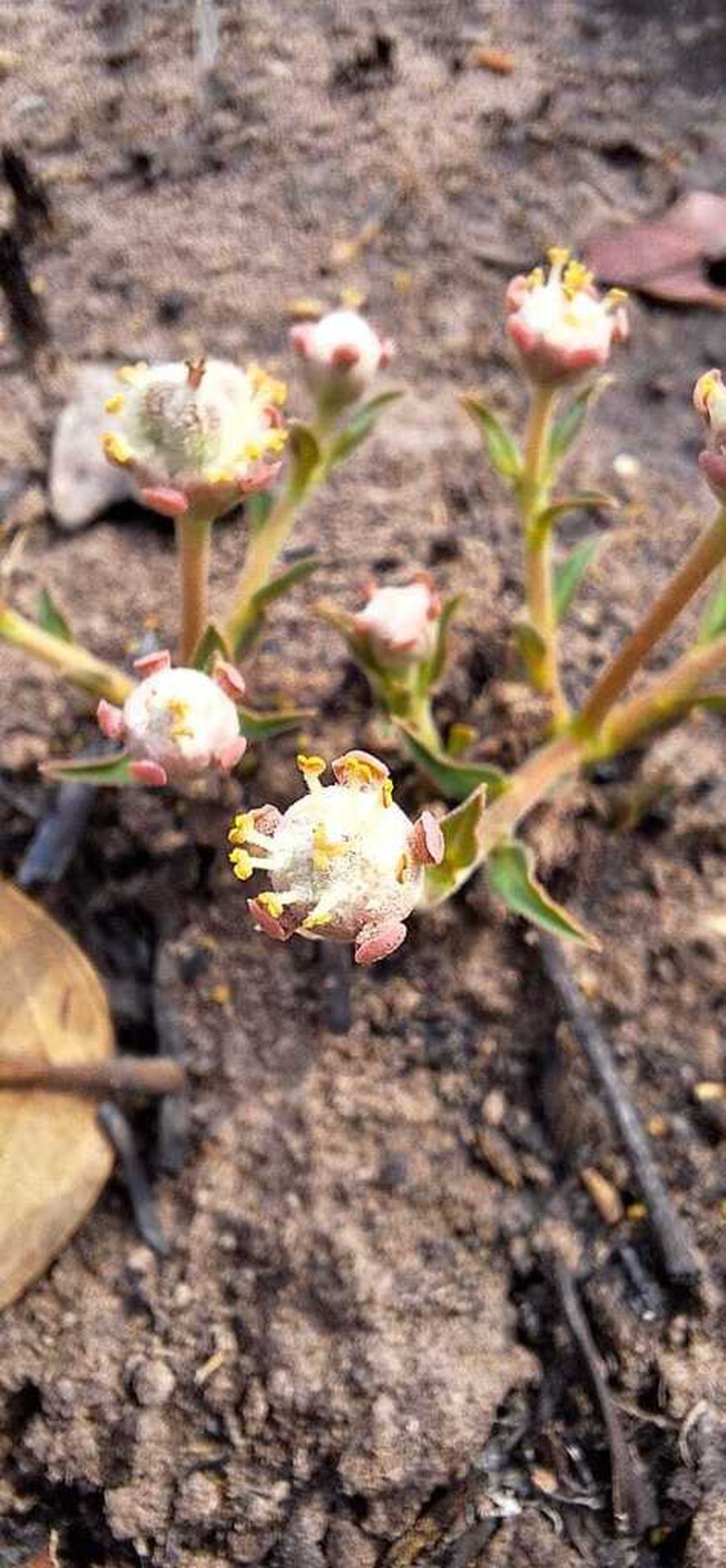 Euphorbia oatesii photo 4