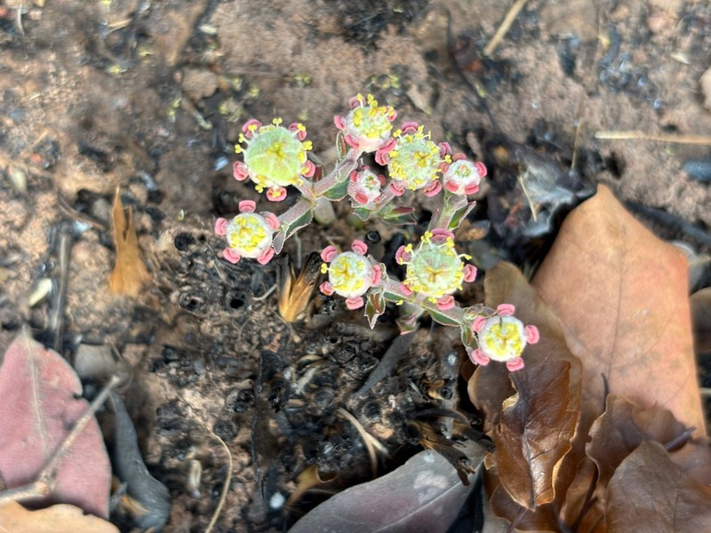Euphorbia oatesii photo 5