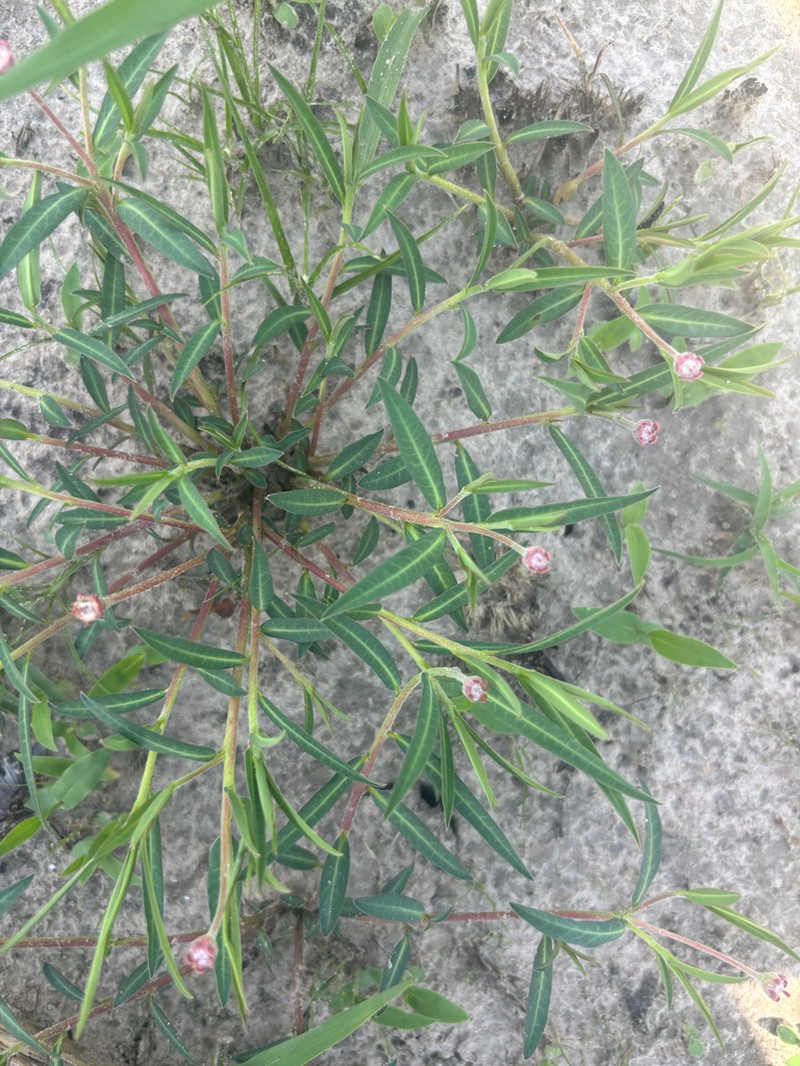Euphorbia oatesii photo 6