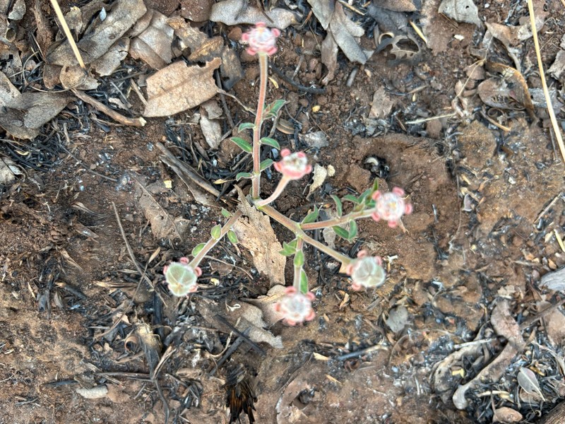Euphorbia oatesii photo 7