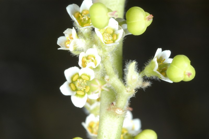 Euphorbia oaxacana