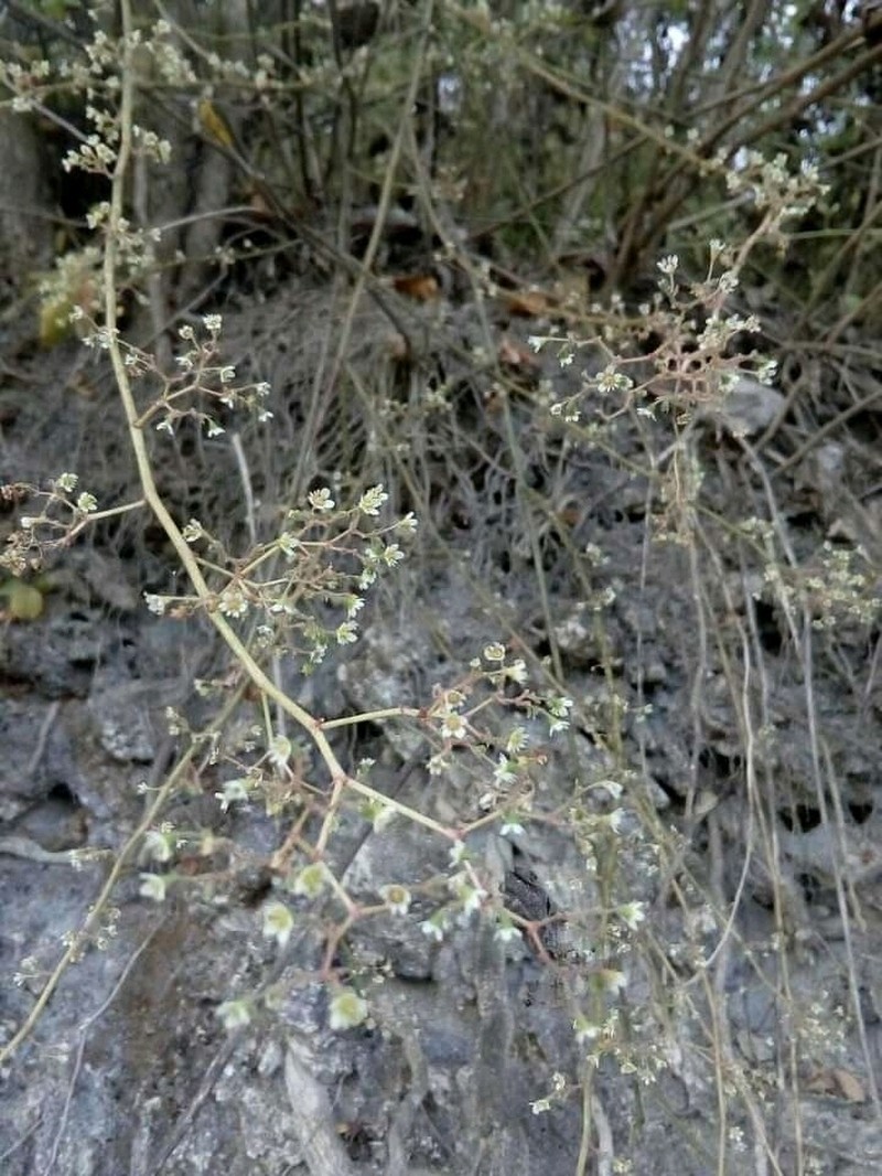 Euphorbia oaxacana photo 4