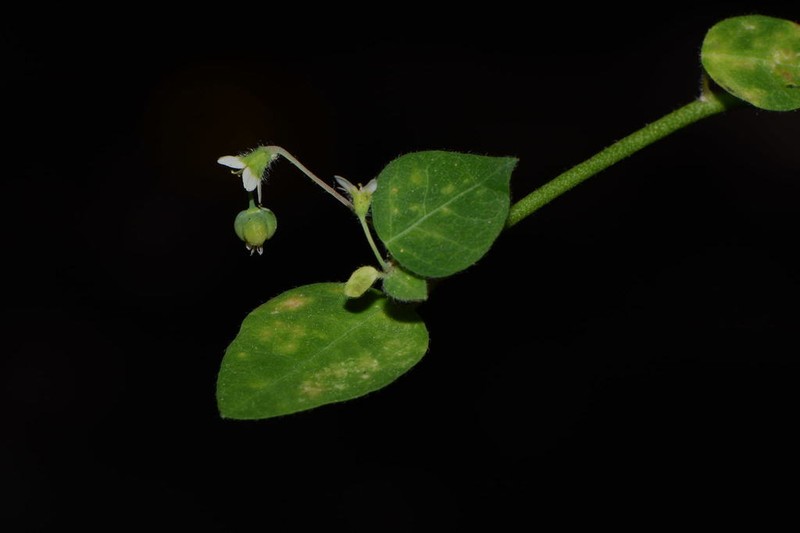 Euphorbia oaxacana photo 5
