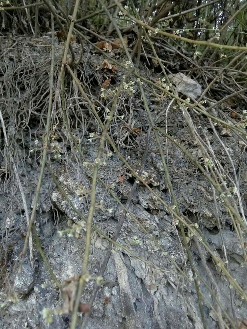 Euphorbia oaxacana photo 6