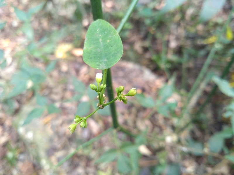Euphorbia oaxacana photo 8