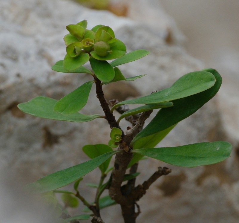 Euphorbia obcordata photo 2
