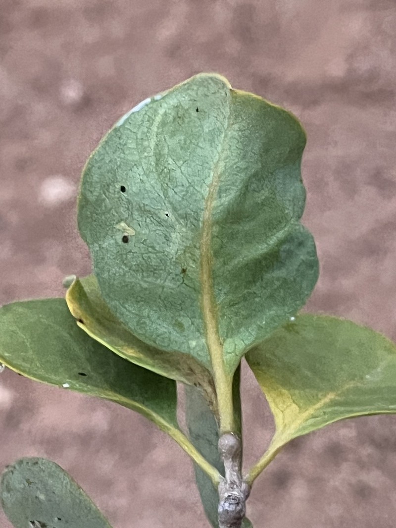 Euphorbia obcordata photo 3
