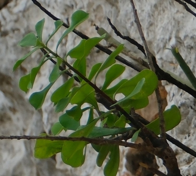 Euphorbia obcordata photo 5