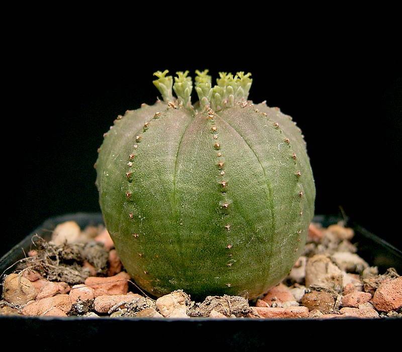 Euphorbia obesa photo 2