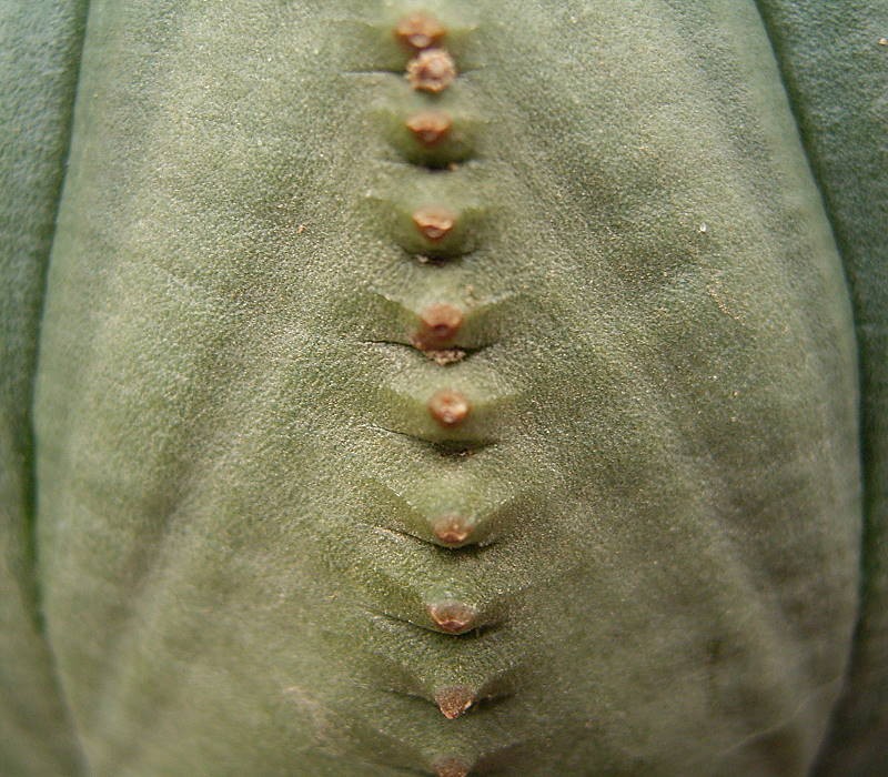 Euphorbia obesa photo 3