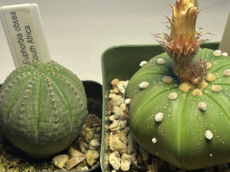 Euphorbia obesa photo 4