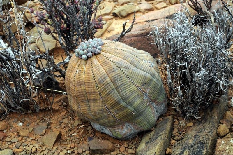 Euphorbia obesa photo 5