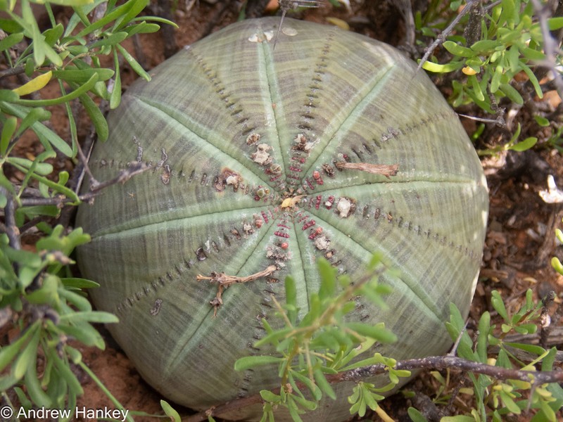 Euphorbia obesa photo 6