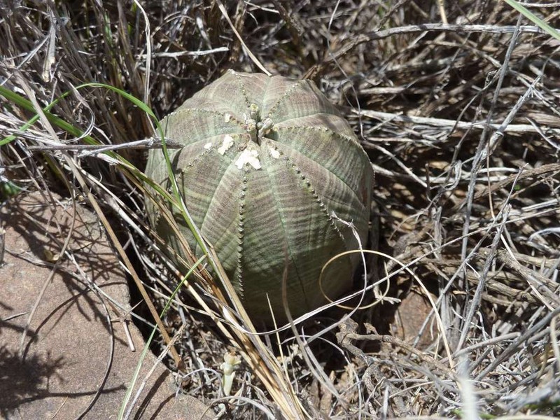 Euphorbia obesa photo 7