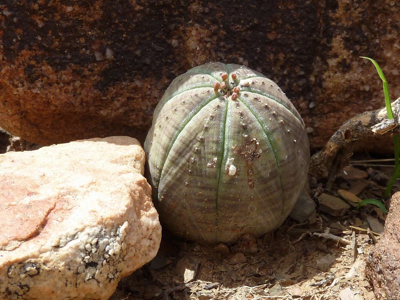 Euphorbia obesa subsp. symmetrica