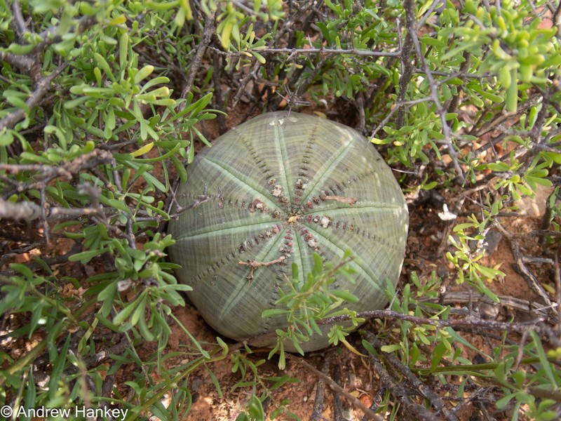Euphorbia obesa subsp. symmetrica photo 3