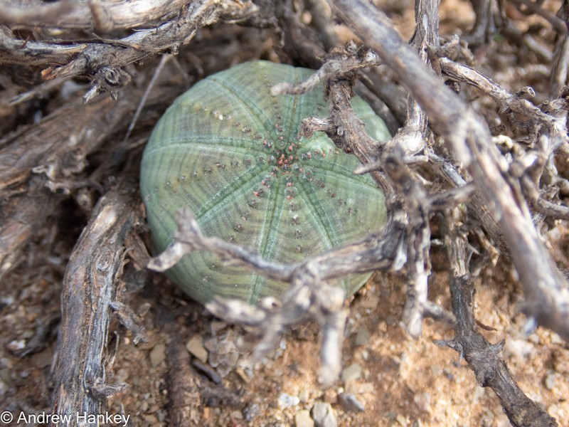 Euphorbia obesa subsp. symmetrica photo 4