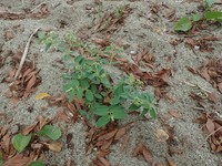 Euphorbia obliqua