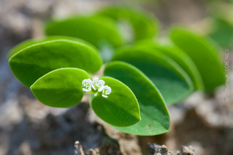 Euphorbia obliqua photo 2