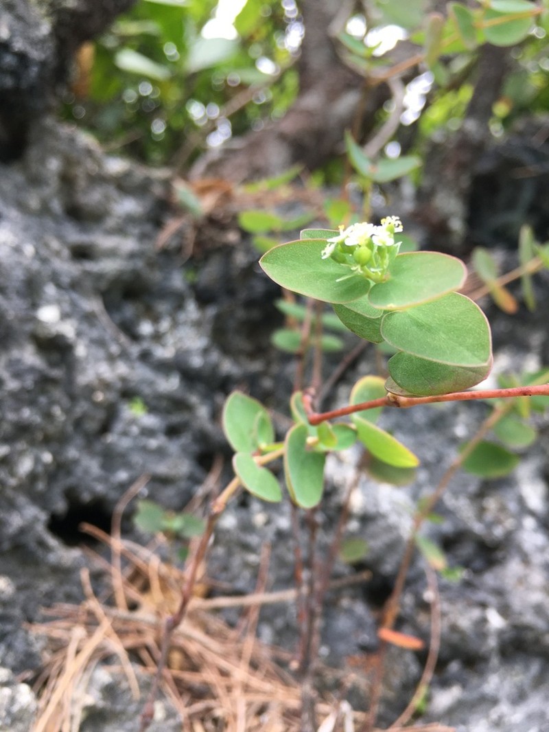 Euphorbia obliqua photo 3